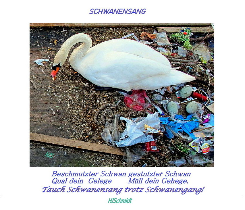 Bildgedicht "Schwanensang"