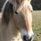 Bildhübsches Pony