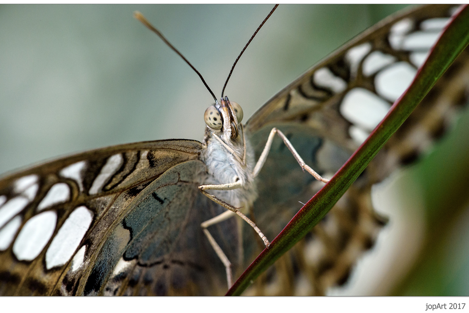 Bildmittenbezogene Diagonale mit  Eckläufer und schielendem Schmetterling...