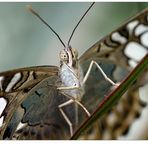 Bildmittenbezogene Diagonale mit  Eckläufer und schielendem Schmetterling...