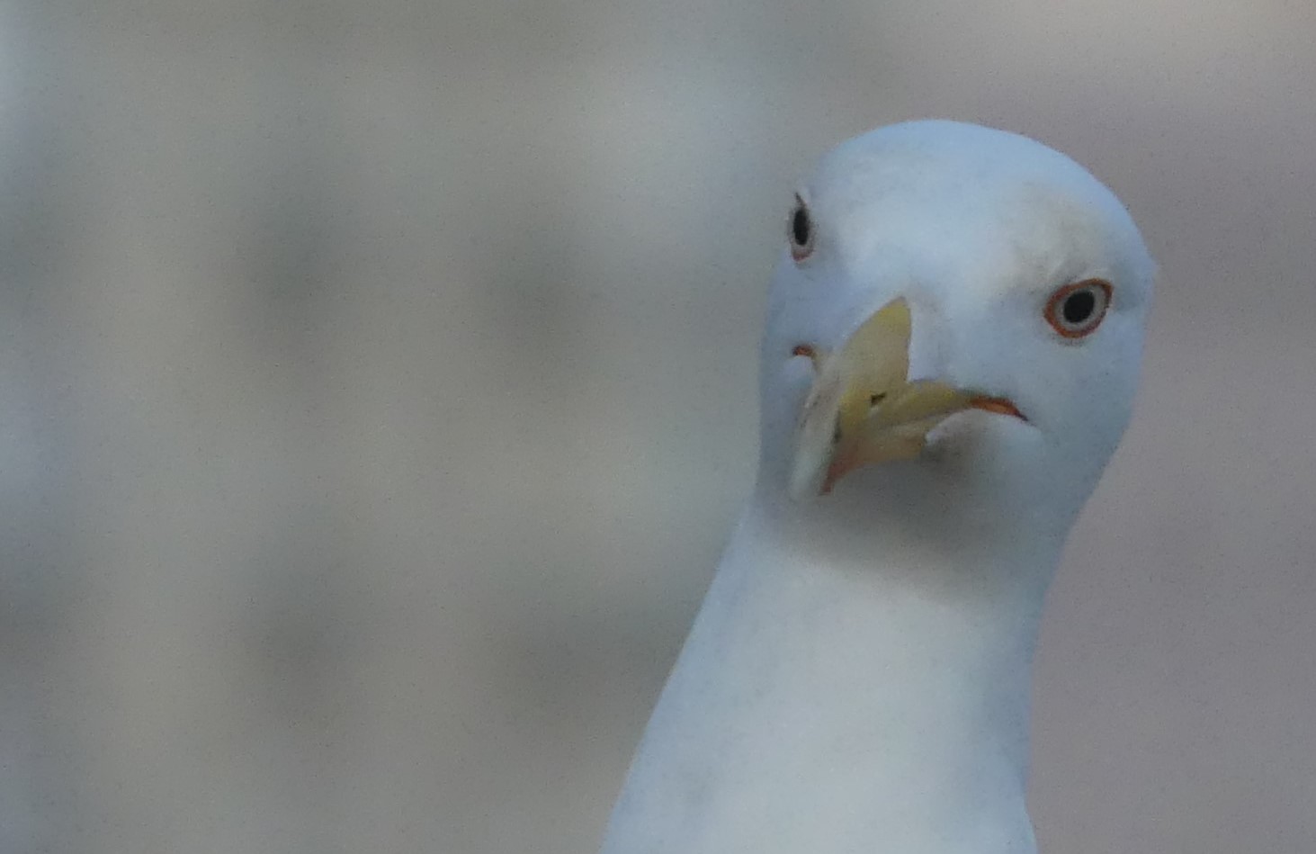 Bildnis einer Möwe