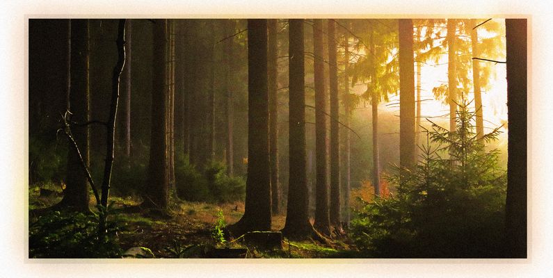 Bildrauschen im märchenhaftem herbstlich gefärbten Walde