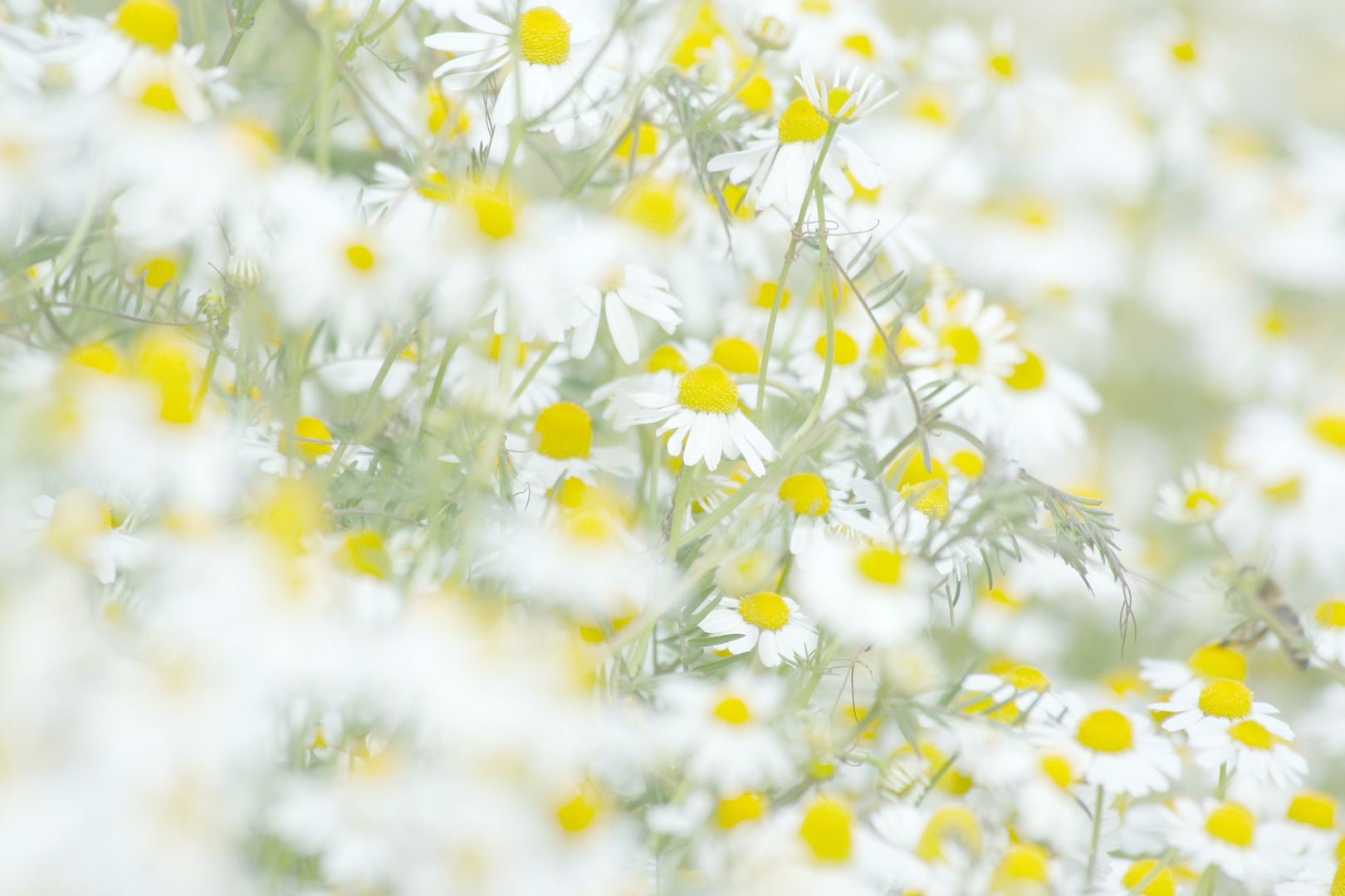 Bildschirmhintergrund aus der Natur