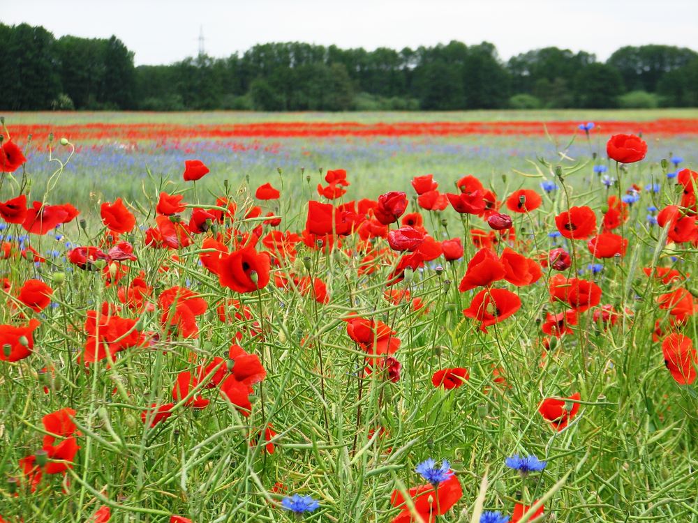 Bildschirmschoner Foto & Bild landschaft, Äcker, felder & wiesen