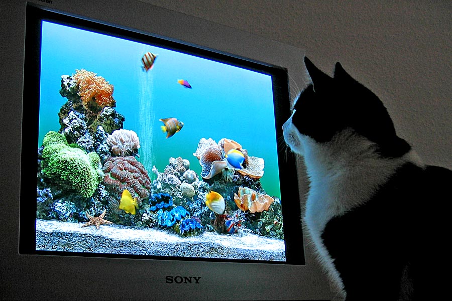 Bildschirmschoner Foto & Bild | tiere, haustiere, katzen Bilder auf