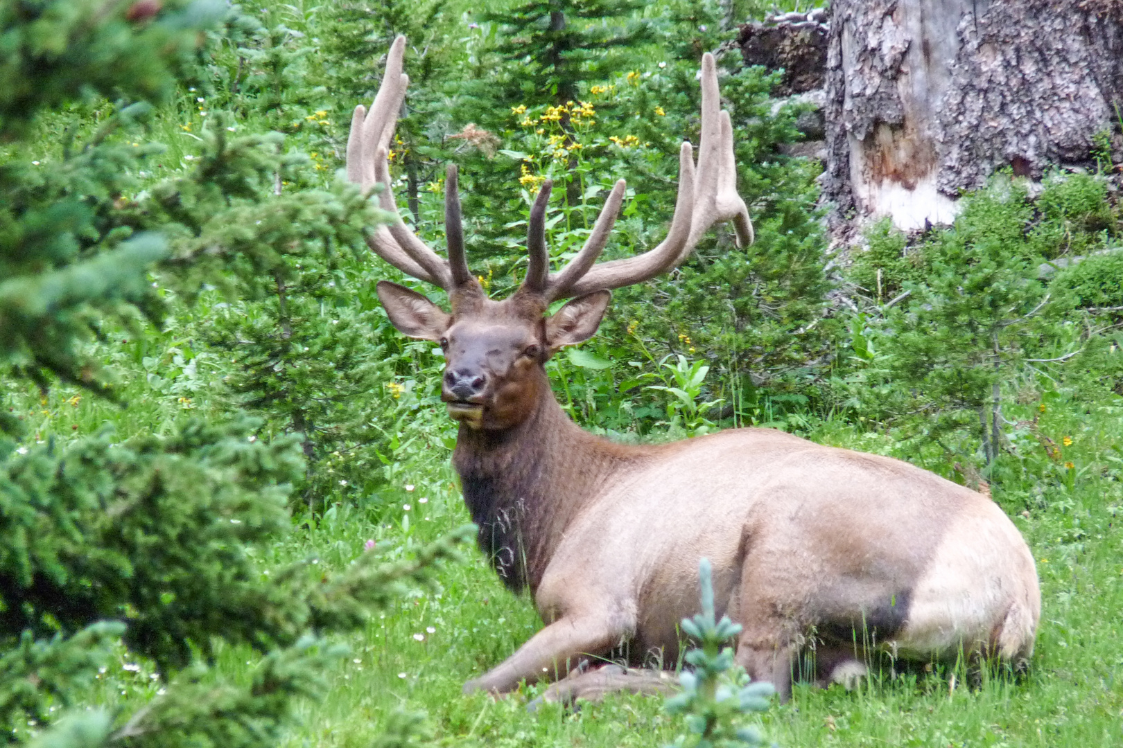 bildschön der Wapiti