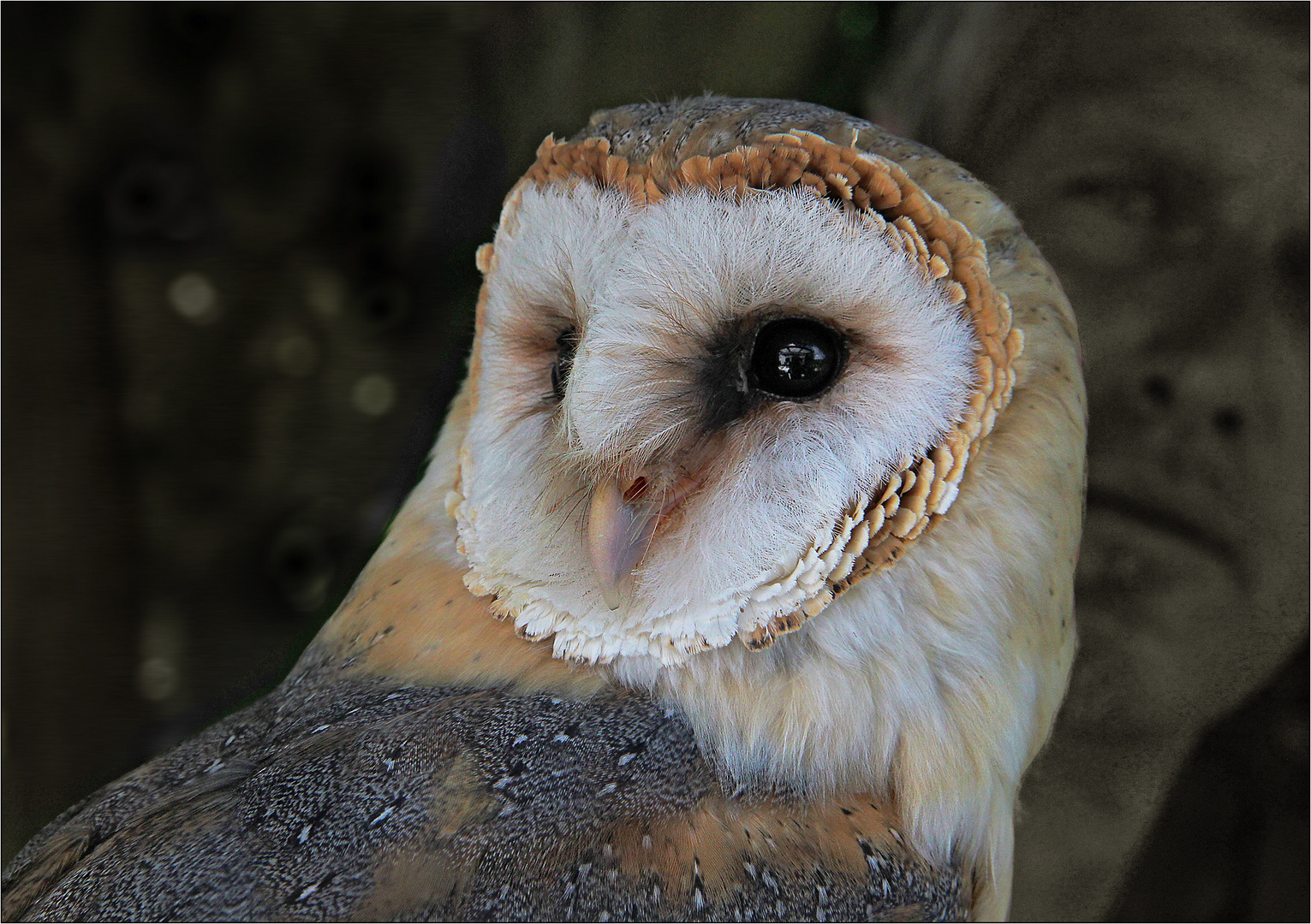 Bildschön ist sie Foto & Bild | natur, tiere, vögel Bilder auf
