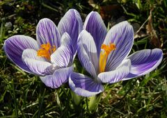 Bildschöne Krokusse in Lila und Weiß