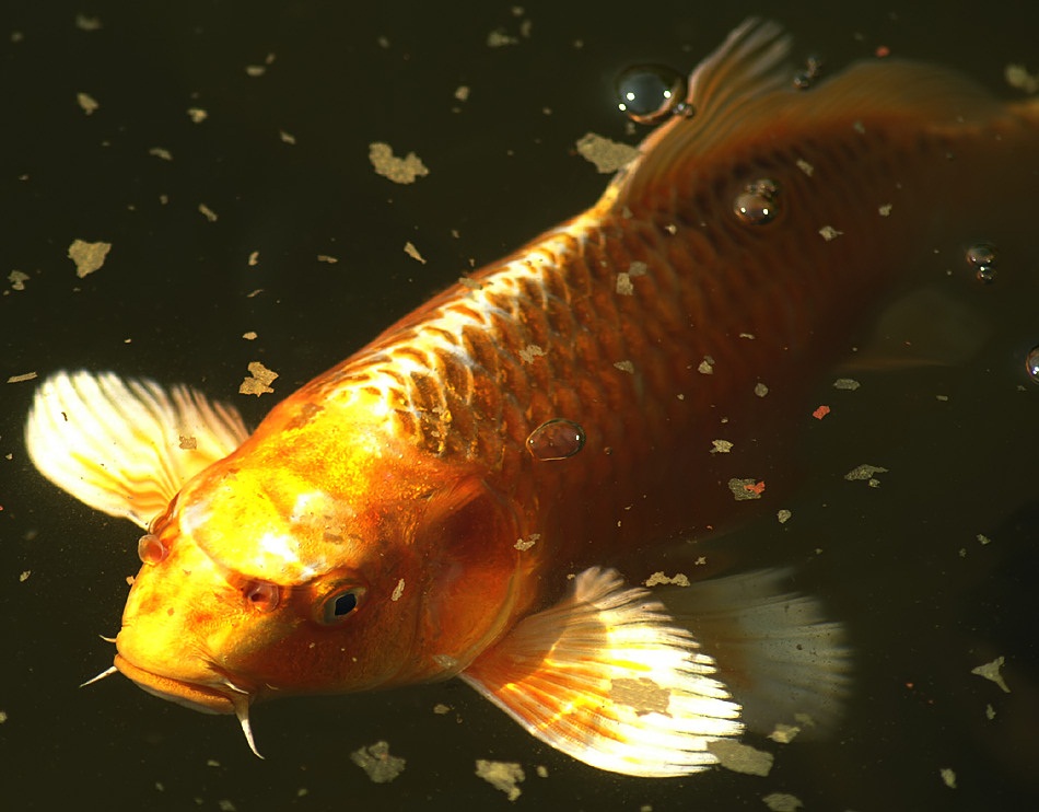 Bildschöner Koi - Der Chef im Teich