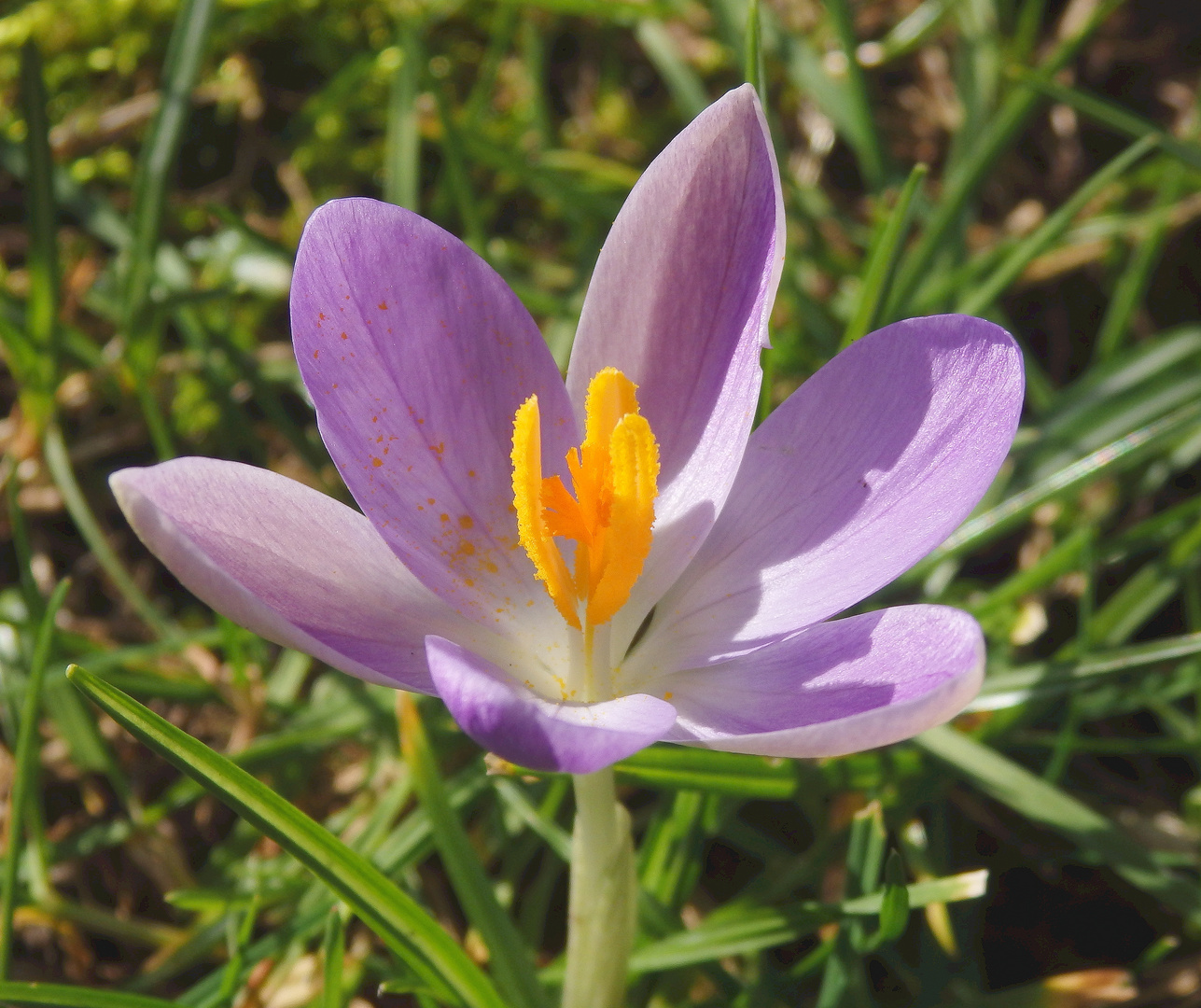 Bildschöner Krokus in Lila und Weiß