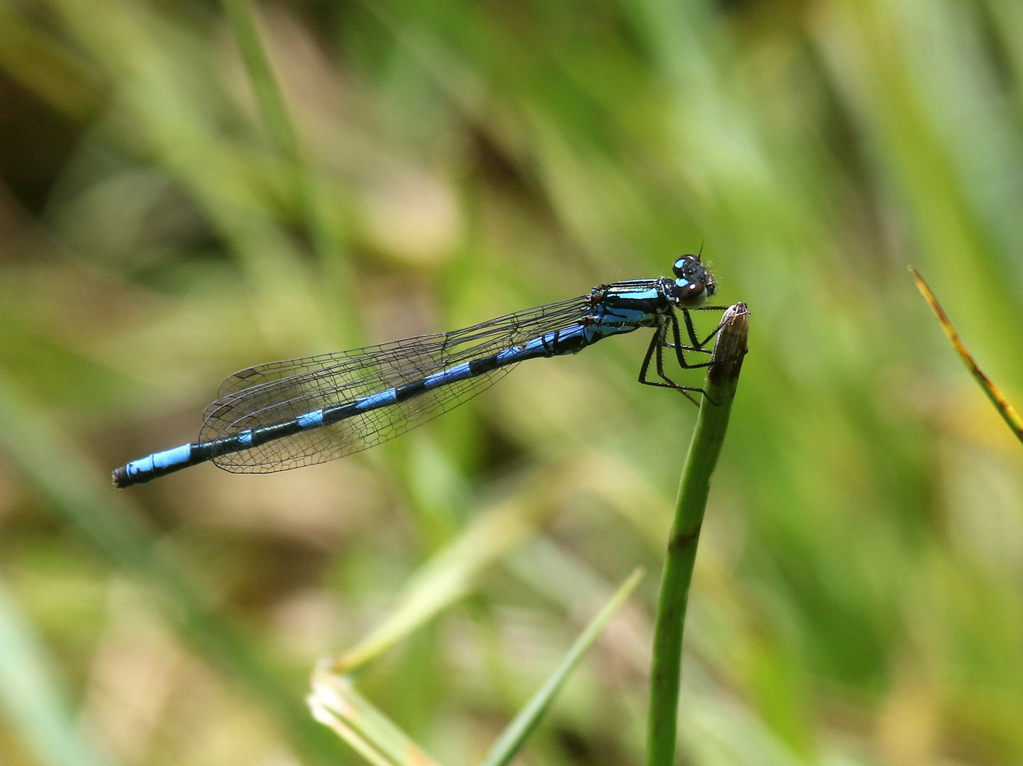 Bileks Azurjungfer, Coenagrion hylas