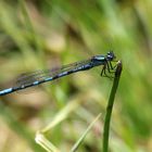 Bileks Azurjungfer, Coenagrion hylas