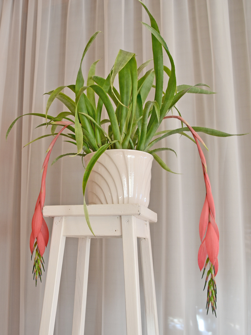 Billbergia