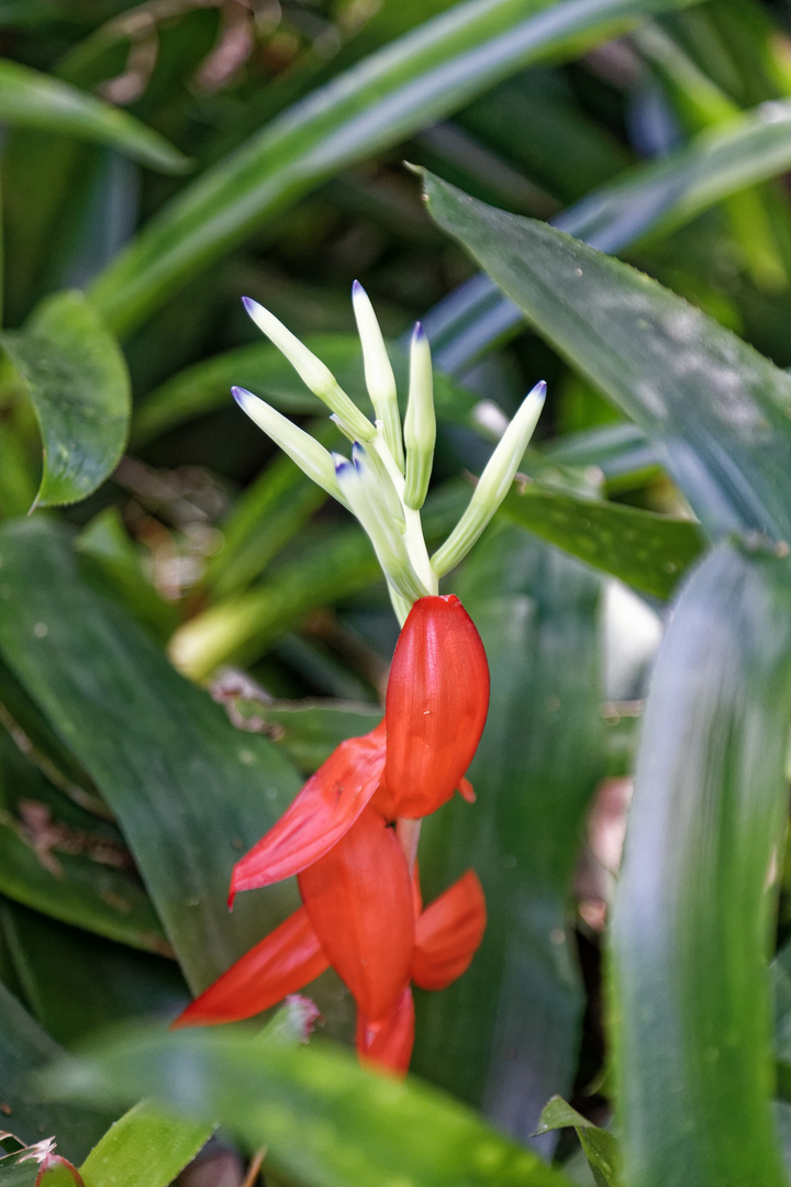 Billbergia amoena