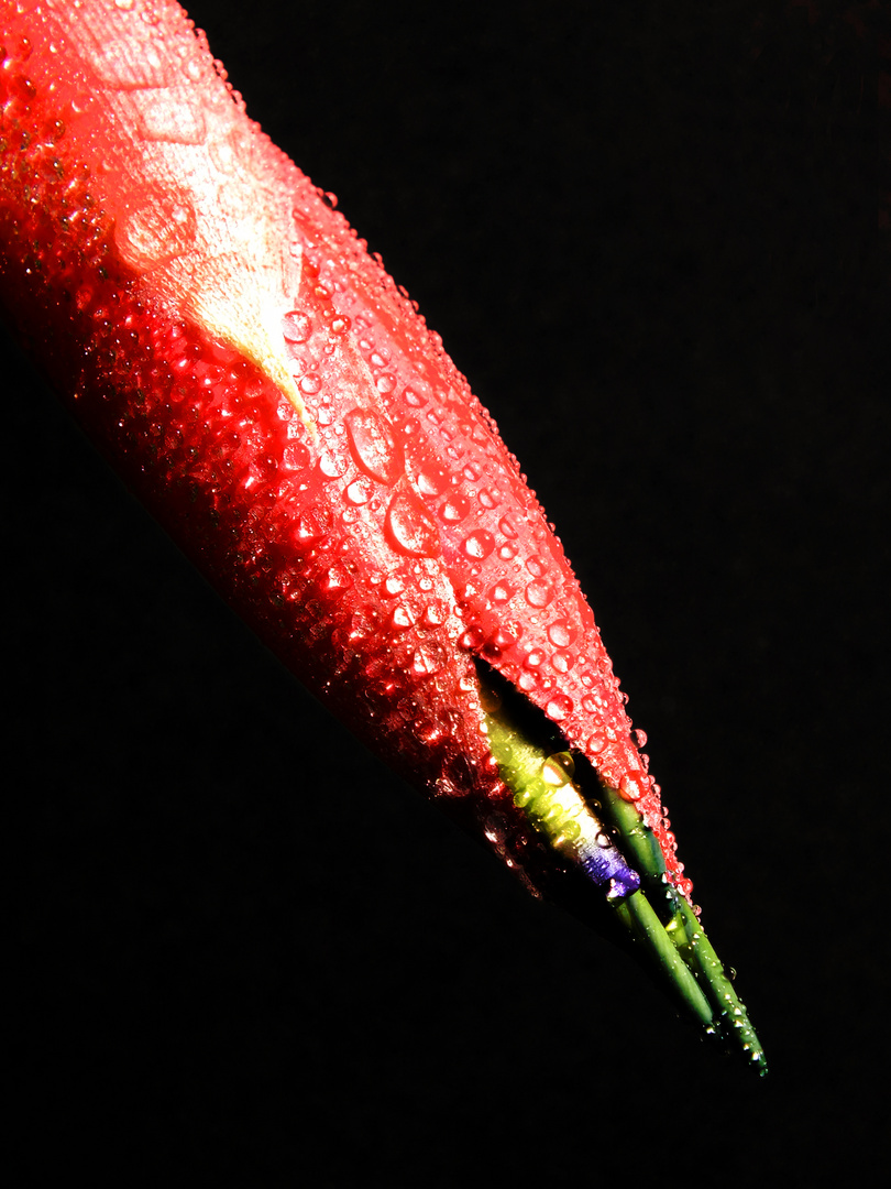 Billbergia