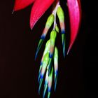 Billbergia nutans