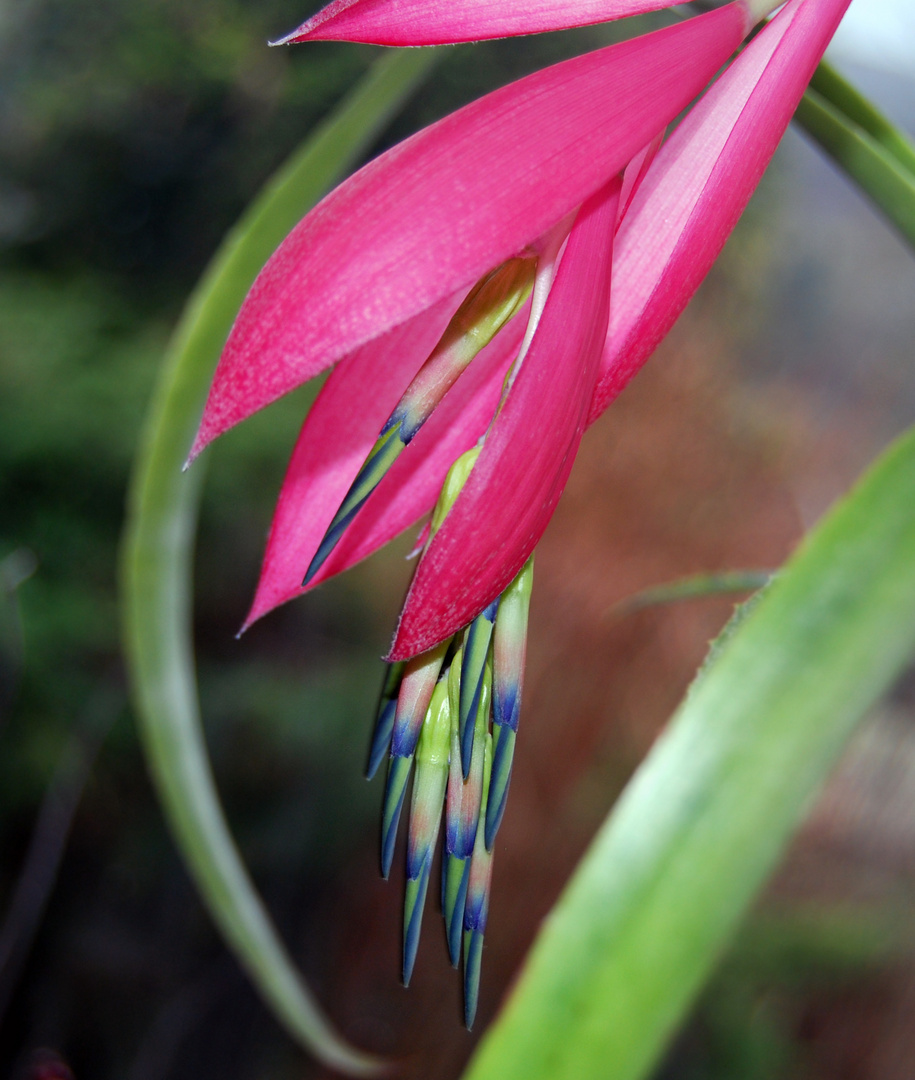 Billbergia nutans groß