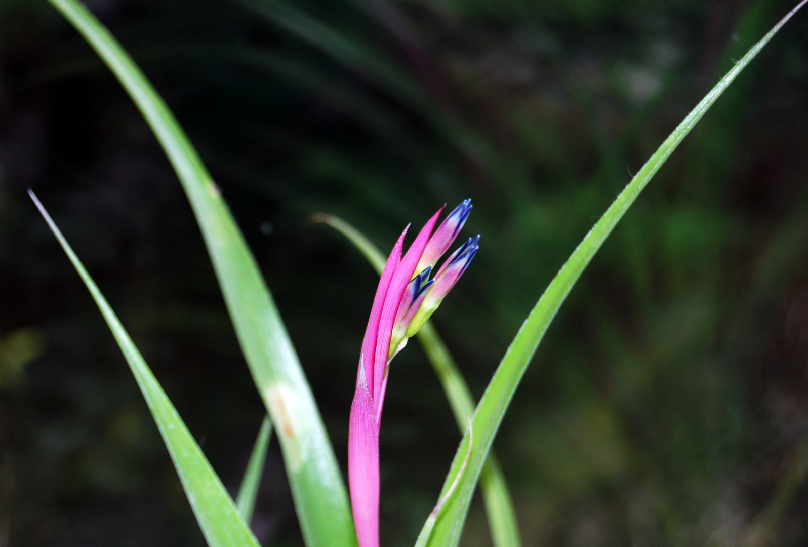 Billbergia nutans klein