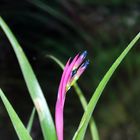 Billbergia nutans klein