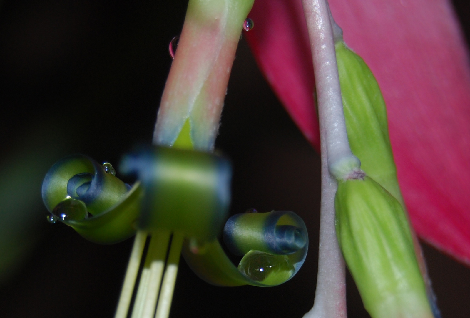 Billbergia nutans Makro