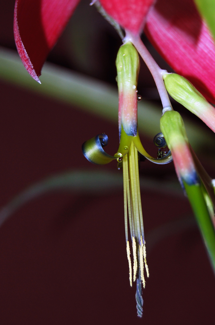 Billbergia nutans Schönheit