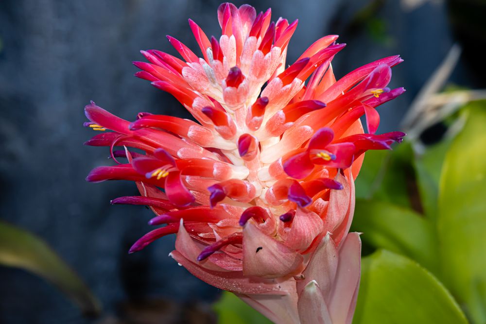 Billbergia pyramidalis I