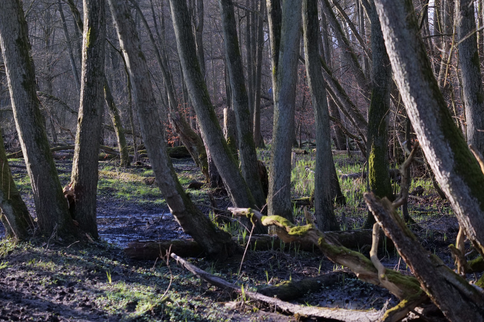 Bille-Flussbett im Sachsenwald SH