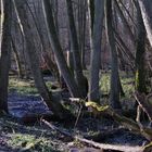 Bille-Flussbett im Sachsenwald SH