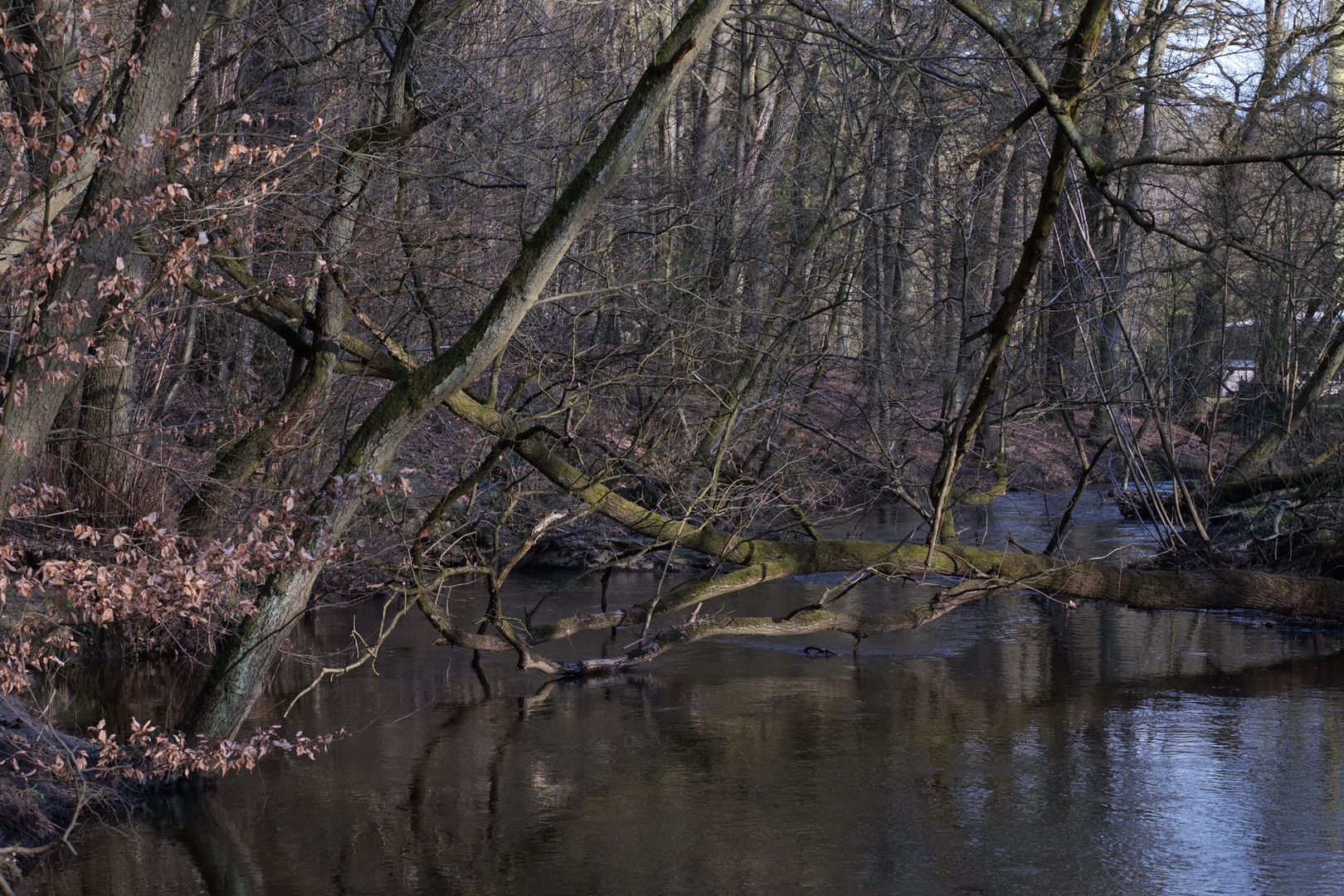 Bille-Flussbett im Sachsenwald/SH