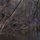 Bille-Flussbett im Sachsenwald/SH