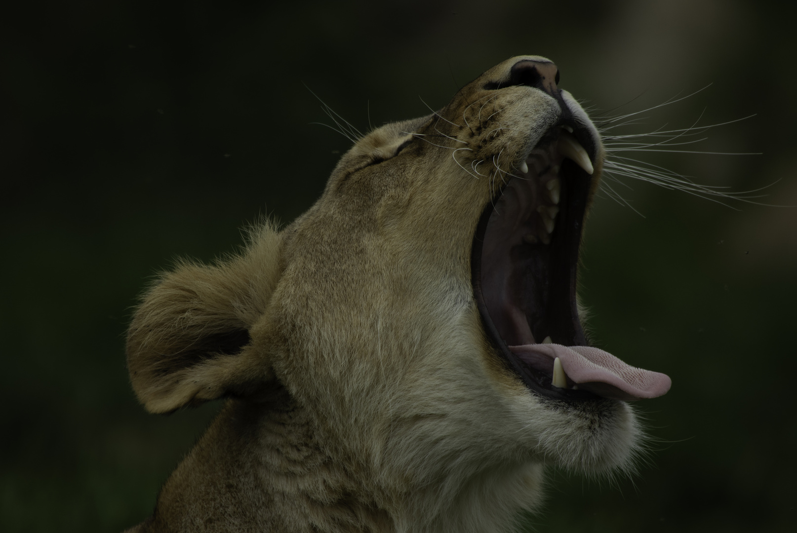 Bâillement au féminin (Panthera leo leo, lion d'Afrique)