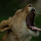 Bâillement au féminin (Panthera leo leo, lion d'Afrique)