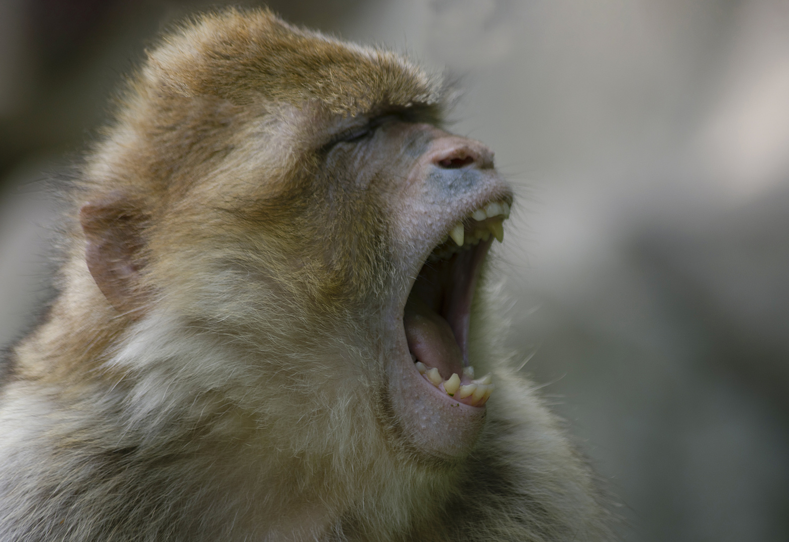 Bâillement (Macaca sylvanus, macaque de Barbarie)