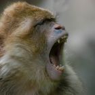 Bâillement (Macaca sylvanus, macaque de Barbarie)