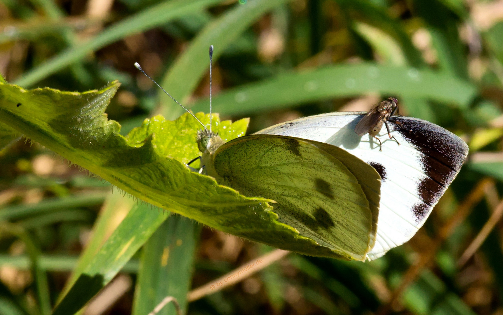 Billigflieger