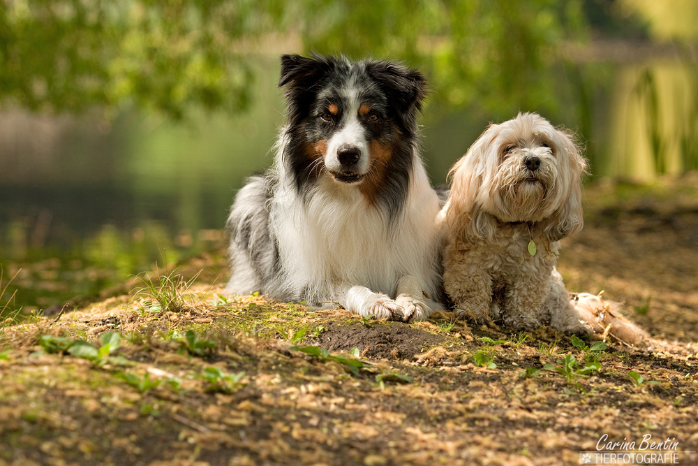 Billy mit Batida