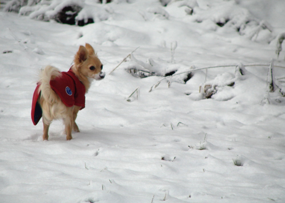 Billy`s erster Schnee