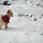 Billy`s erster Schnee