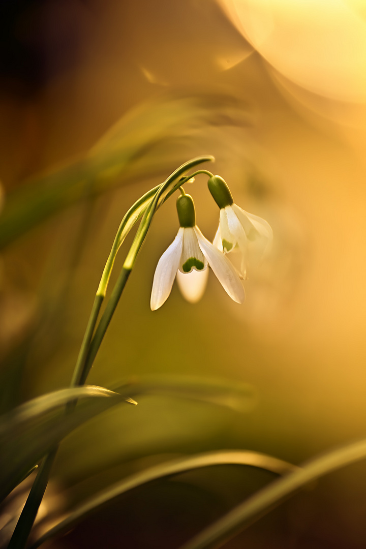 bim bam frühling kommt ...