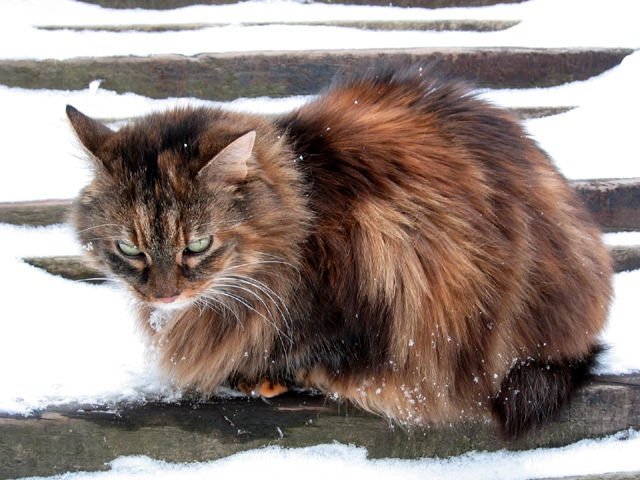 Bimbi im Schnee