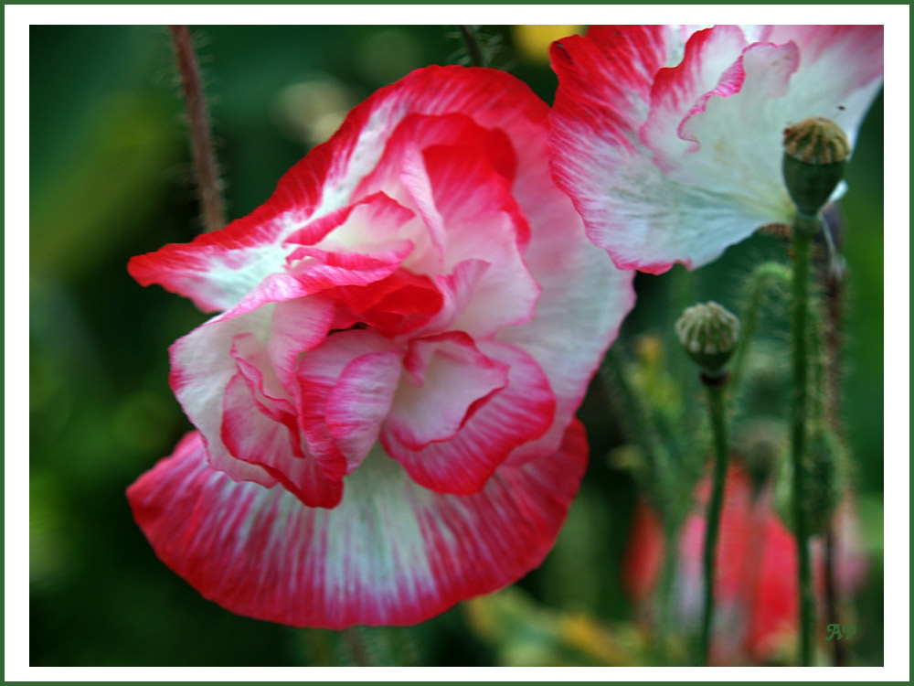 ...bin auch eine Mohnblüte !