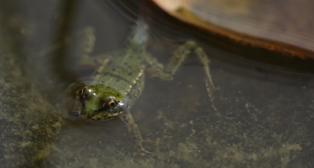 Bin bald ein richtiger Frosch