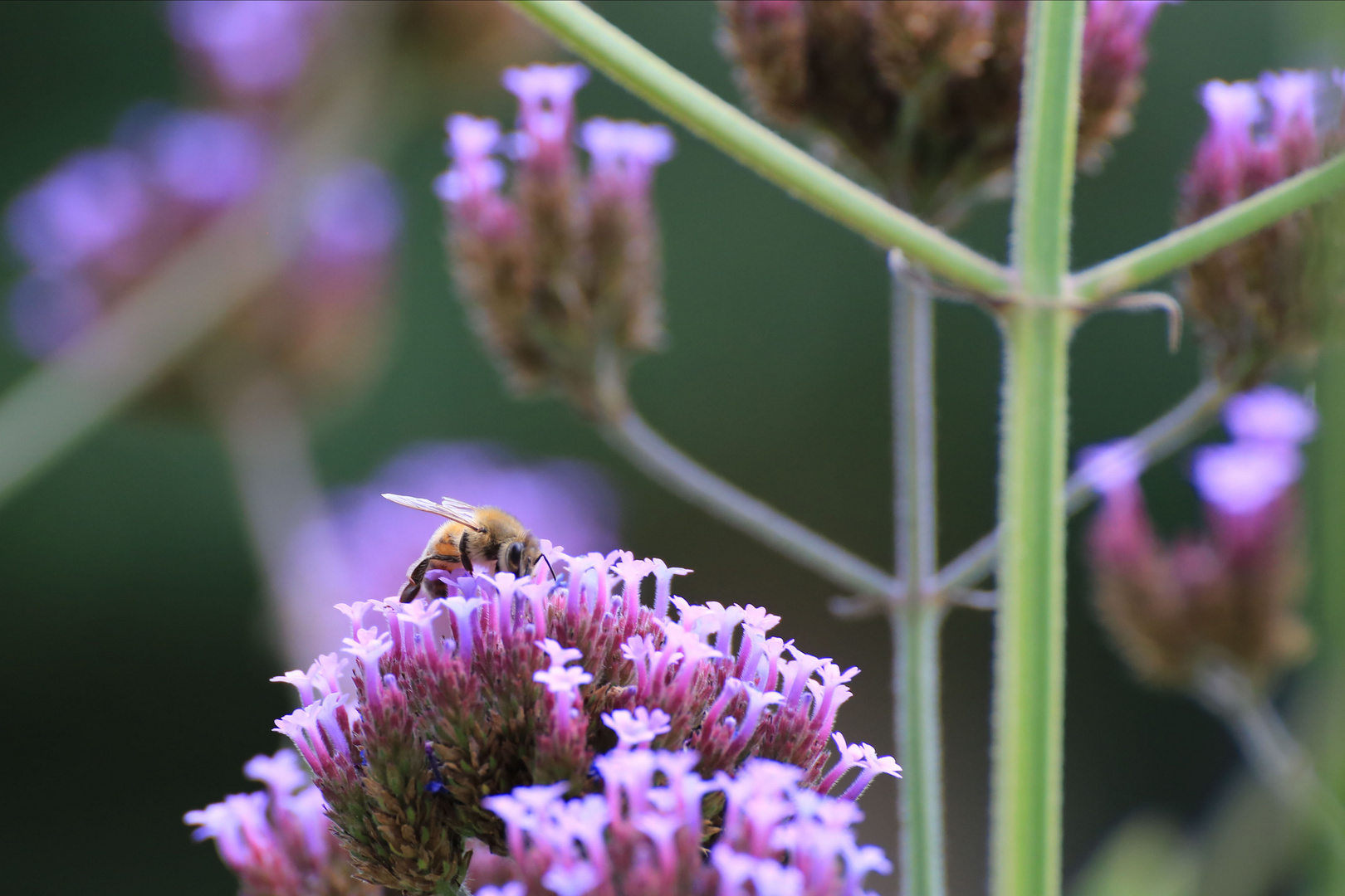 Bin dann mal Pollen sammeln