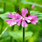 Bin das Blümchen am Wegesrand