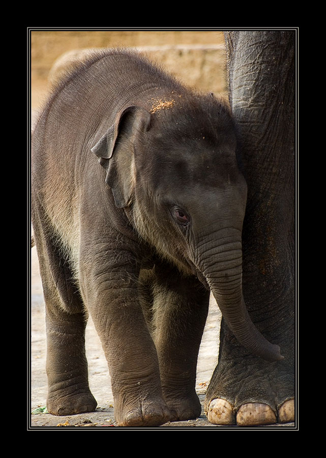 bin der neue Star im Zoo Hannover..