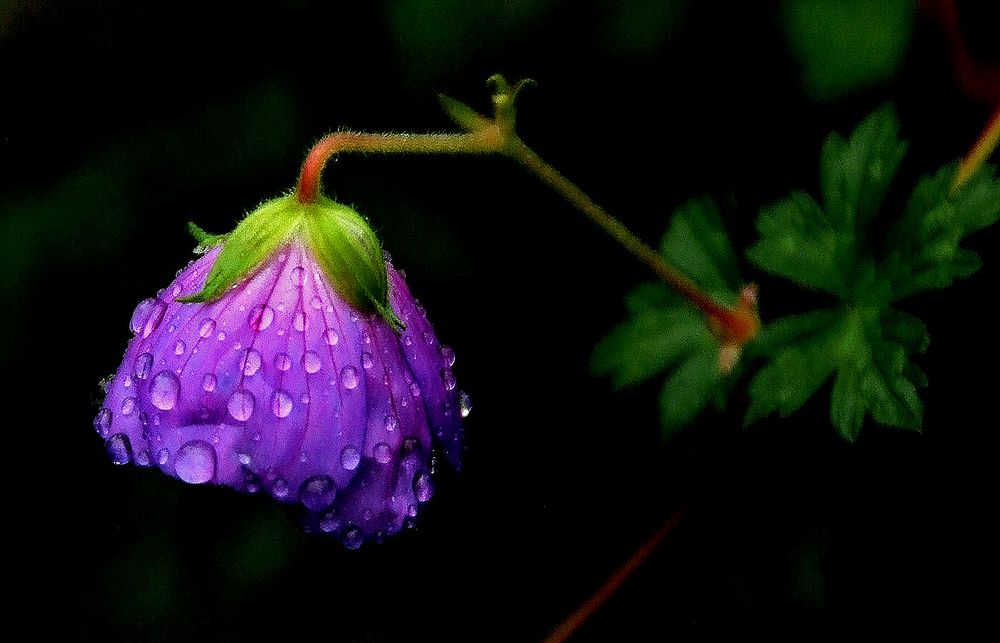 Bin die letzte Storchschnabelblüte, .......