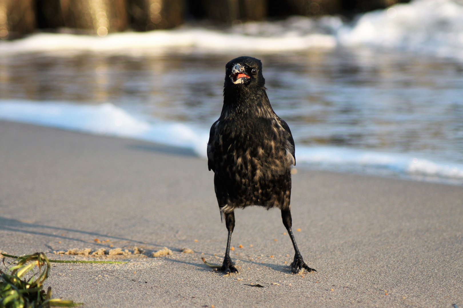 Bin eigentlich eine Möwe.....mein Vater war "zugereist".