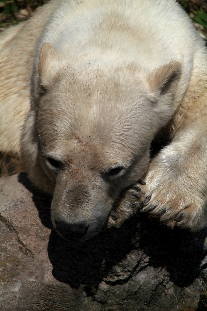 Bin ein Eisbär