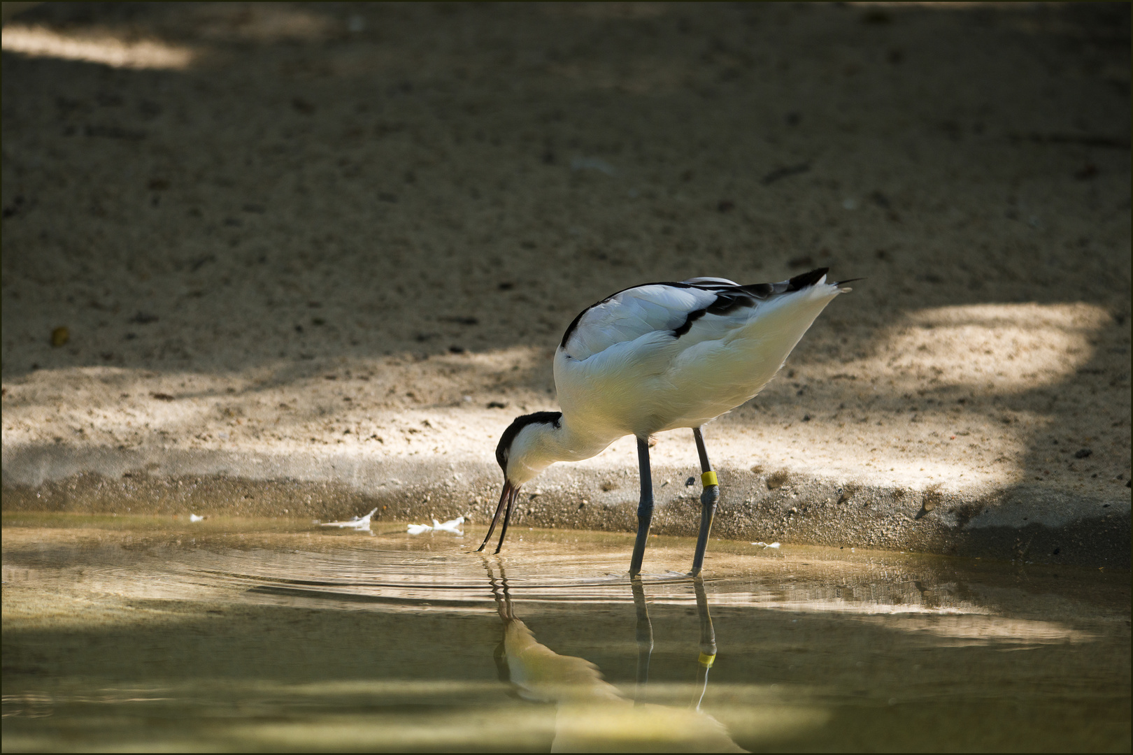 Bin ein hübscher Vogel...