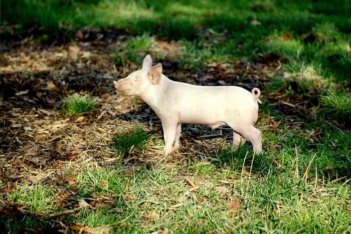 Bin ein kleines Ferkel...